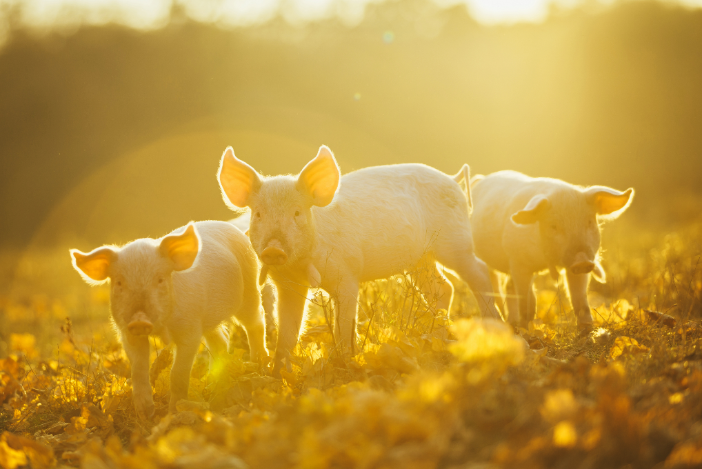 Piglets Under Sunshine